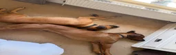 Rhodesian Ridgeback dogs for sale: Bred for beauty. Build and temperament. in Market Drayton - Advert 14