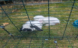 Mini Lop rabbits for sale: Monty and Muffin  - Image 6