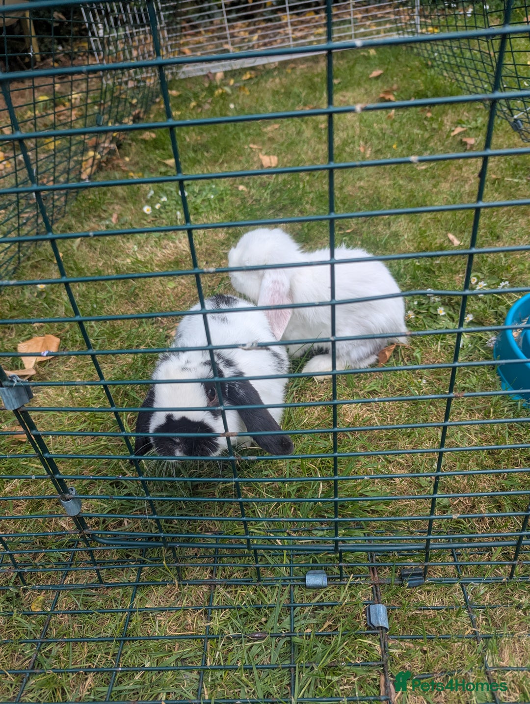 Mini Lop rabbits for sale: Monty and Muffin  - Image 6