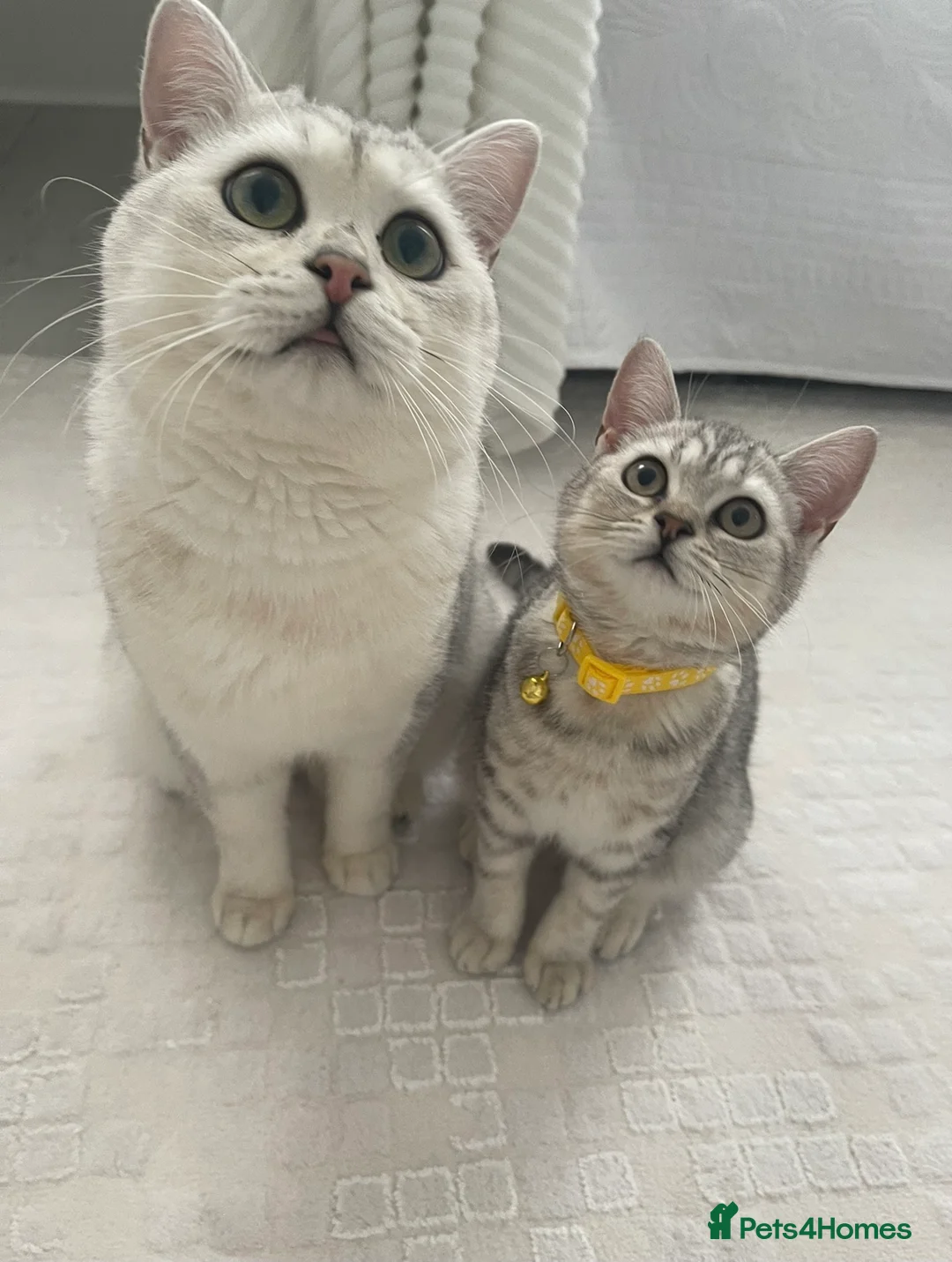 British Shorthair cats for stud: Handsome GCCF Non-Active BSH Stud in London - Advert 6