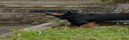 Rottweiler dogs for sale: Rottweiler puppies for show & breeding - Advert 1