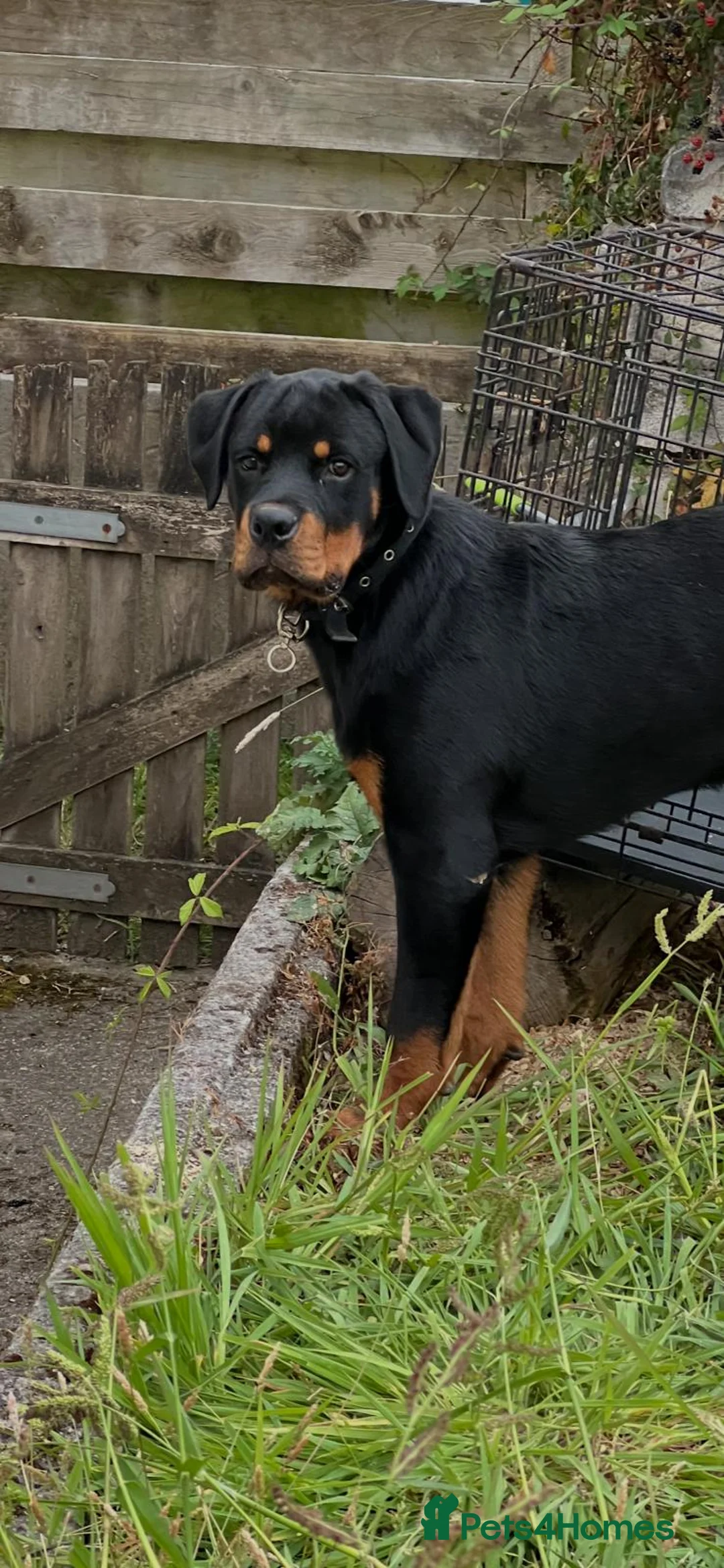 Rottweiler dogs for sale: Rottweiler puppies for show & breeding - Advert 1
