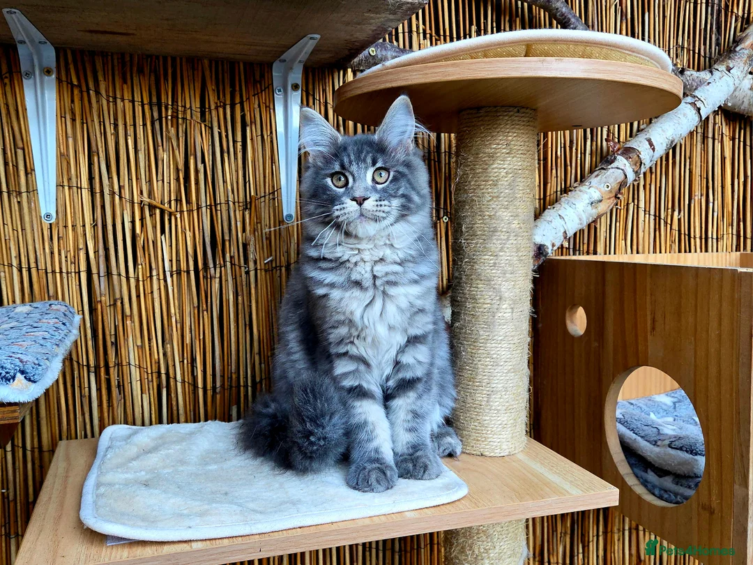 Maine Coon cats for sale: 2 Stunning GCCF Kittens Available.  - Advert 10