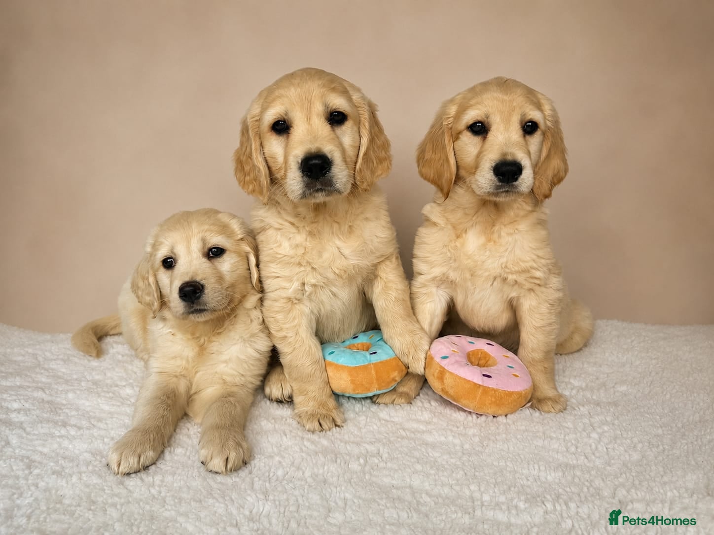 Golden Retriever dogs Golden Retriever Puppies READY NOW - Advert 1