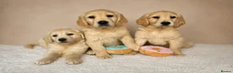 Golden Retriever dogs for sale: Golden retriever puppies - Advert 7