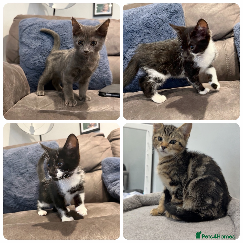 Mixed Breed cats 4 gorgeous little boys  - Advert 1