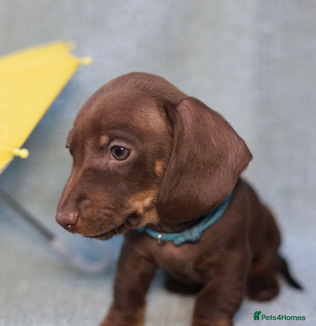 Dachshund dogs for sale: Miniature dachshund  - Image 7