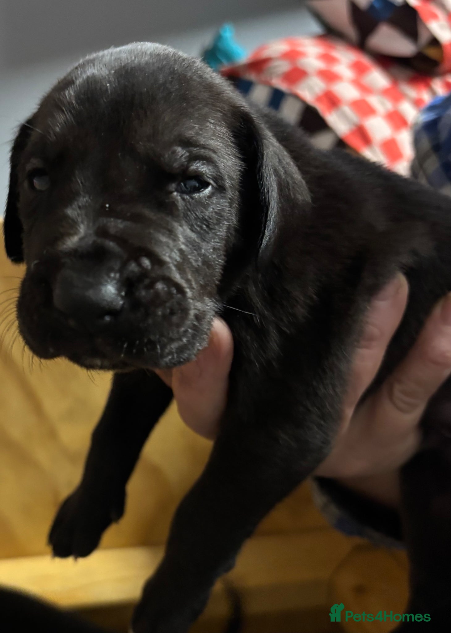 Great Dane dogs Great Dane Pups, Our 3rd Generation. - Advert 2