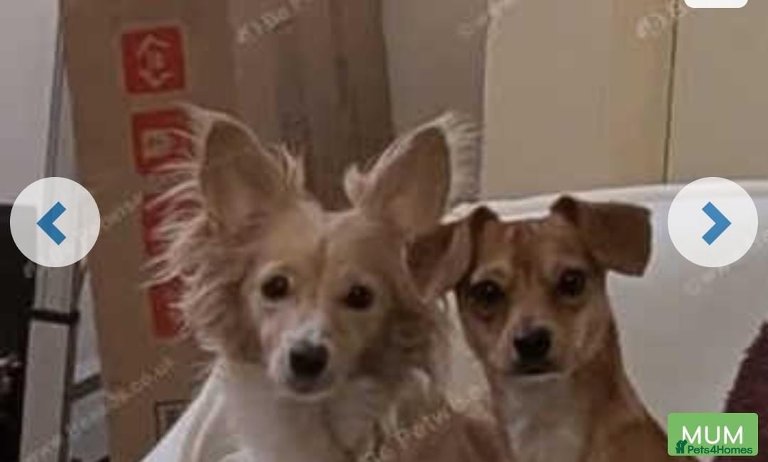 Mixed Breed dogs for sale: Dachshund crossed Jack Russell Chihuahua Puppies!  - Image 16