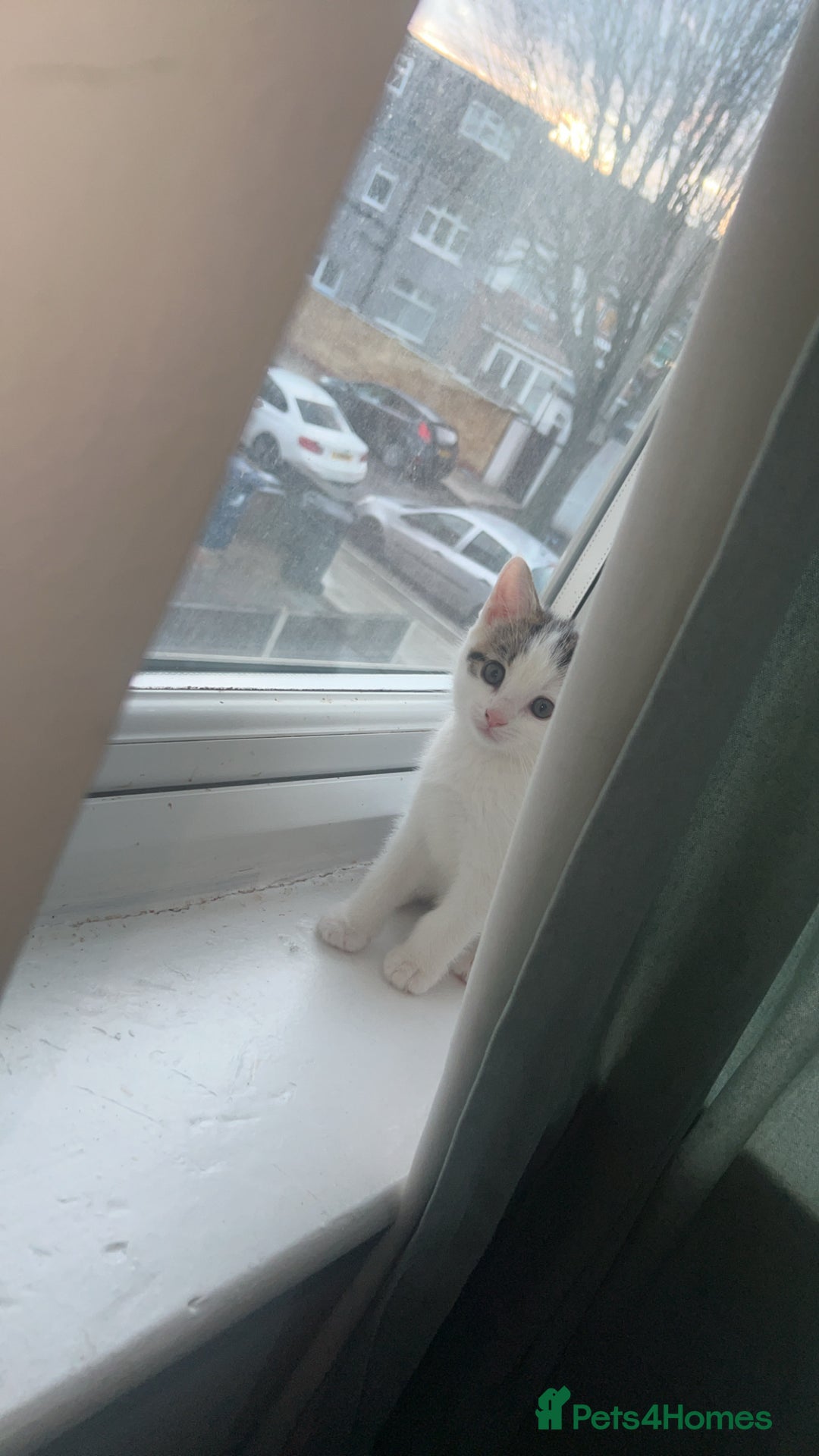 Mixed Breed cats for sale: Kittens  - Advert 14