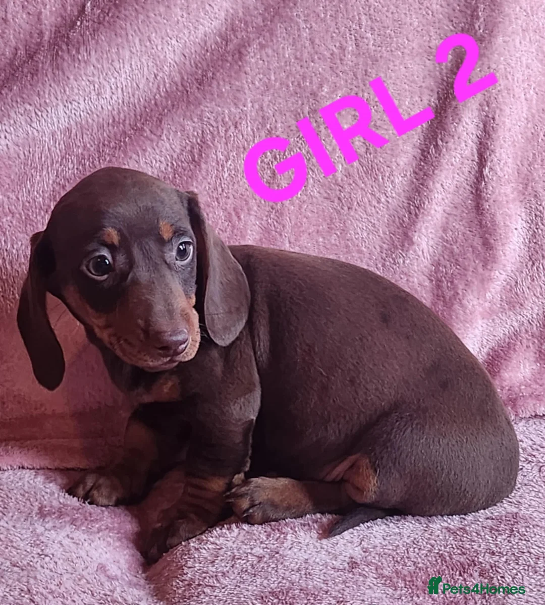 Miniature Dachshund dogs for sale: 🐶🐶8 stunning miniature dashund puppy’s  - Advert 4