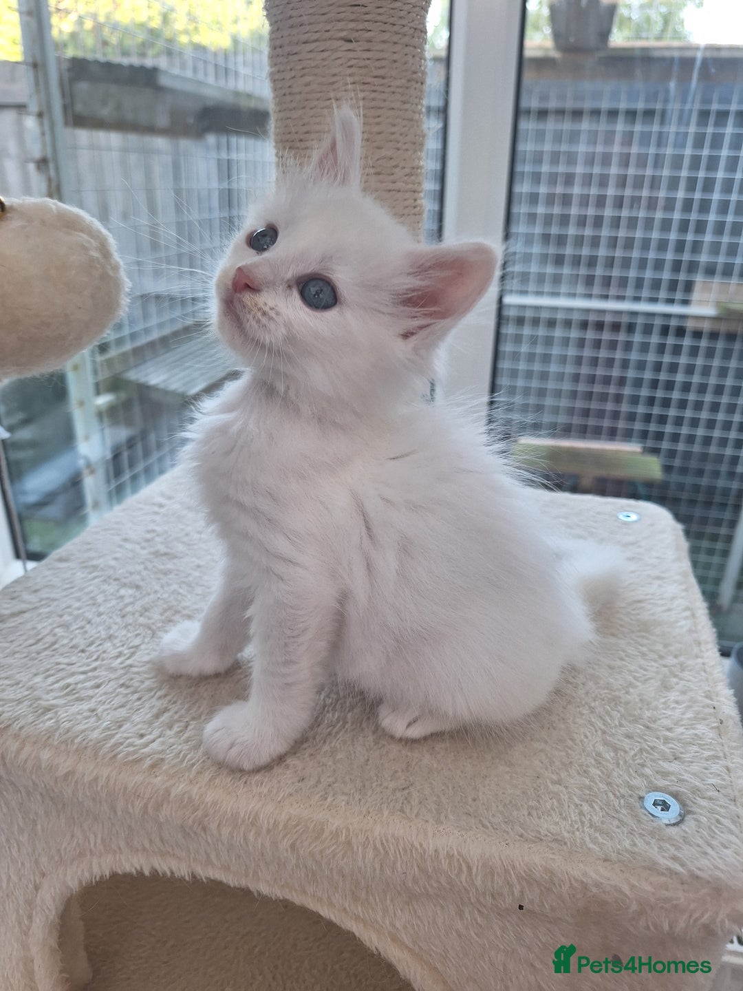 Maine Coon cats for sale: Mainecoon kittens some Polydactyl  - Image 10