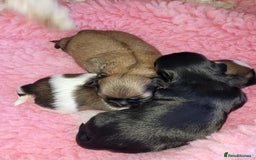 Shih Tzu dogs for sale: Beautiful Shih Tzu Puppies - Image 13