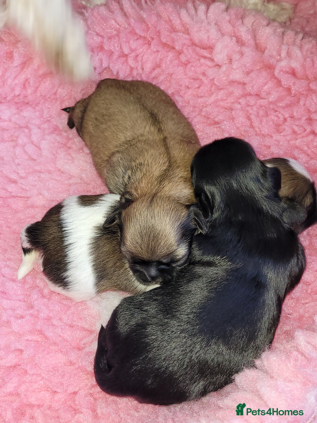Shih Tzu dogs for sale: Beautiful Shih Tzu Puppies - Image 13