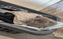 British Shorthair cats for sale: British short hair kittens - Image 4