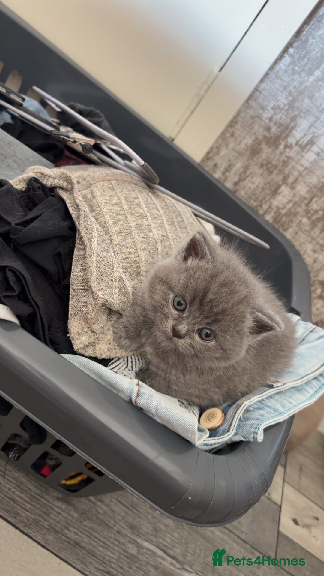 British Shorthair cats for sale: British short hair kittens - Image 4