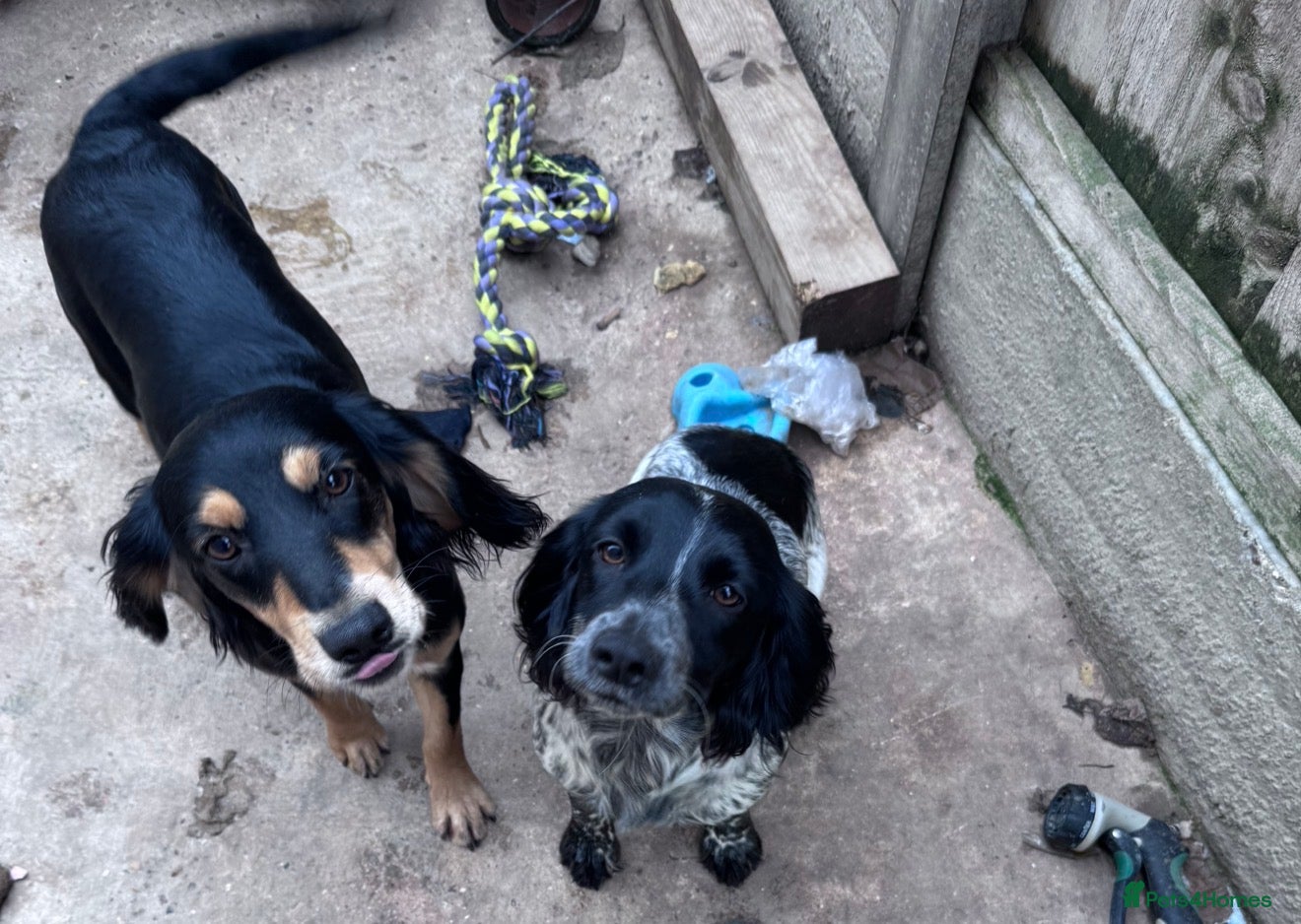 Cocker Spaniel dogs Cocker spaniels  - Advert 1