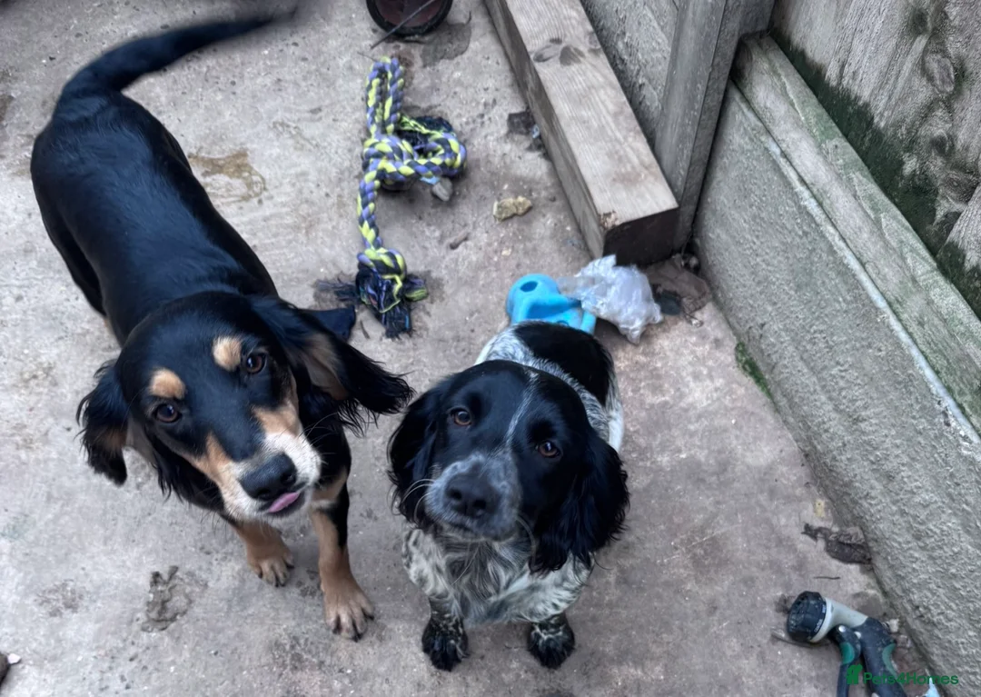 Cocker Spaniel dogs for sale: Cocker spaniels  - Advert 1