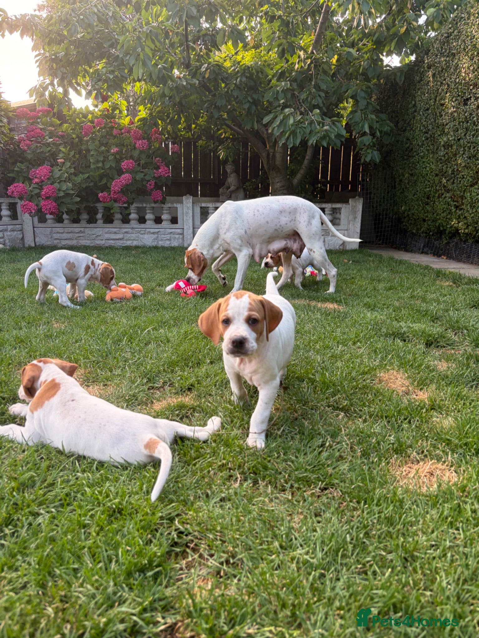 Pointer dogs Pointer pups | Working & Champion Bloodlines  - Advert 4