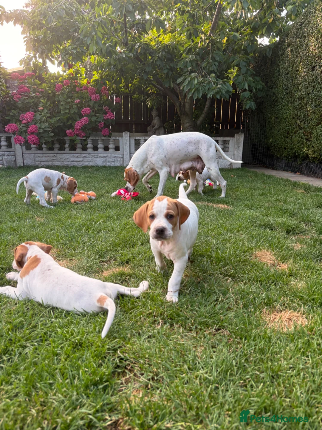 Pointer dogs for sale: Pointer pups | Working & Champion Bloodlines  - Advert 1