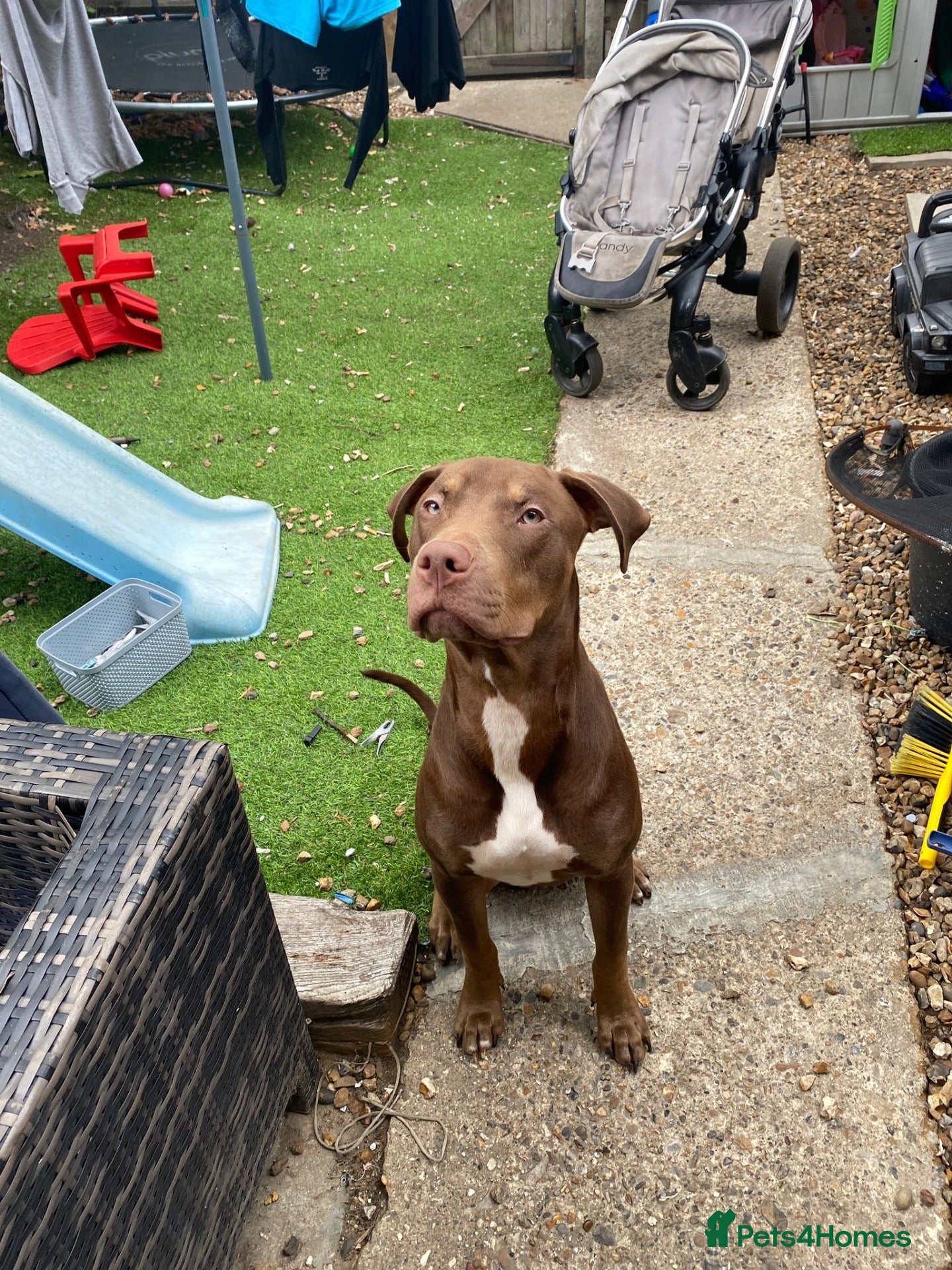 Mixed Breed dogs for sale: 9 month old doberman cross  - Advert 2