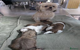 Shih Tzu dogs for sale: 4 beautiful shih tzu puppies 2 female 2 male - Image 12