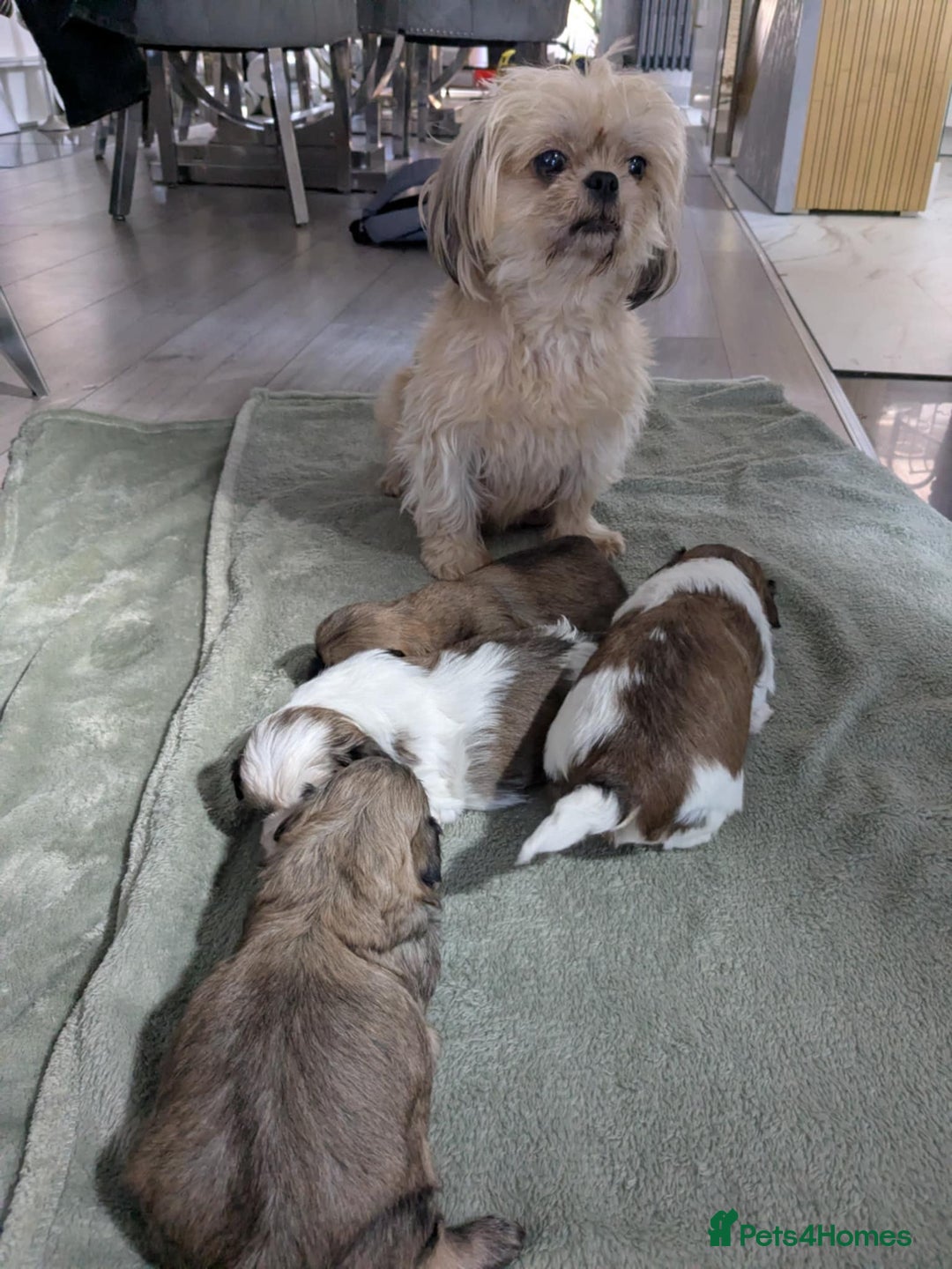 Shih Tzu dogs for sale: 4 beautiful shih tzu puppies 2 female 2 male - Image 12