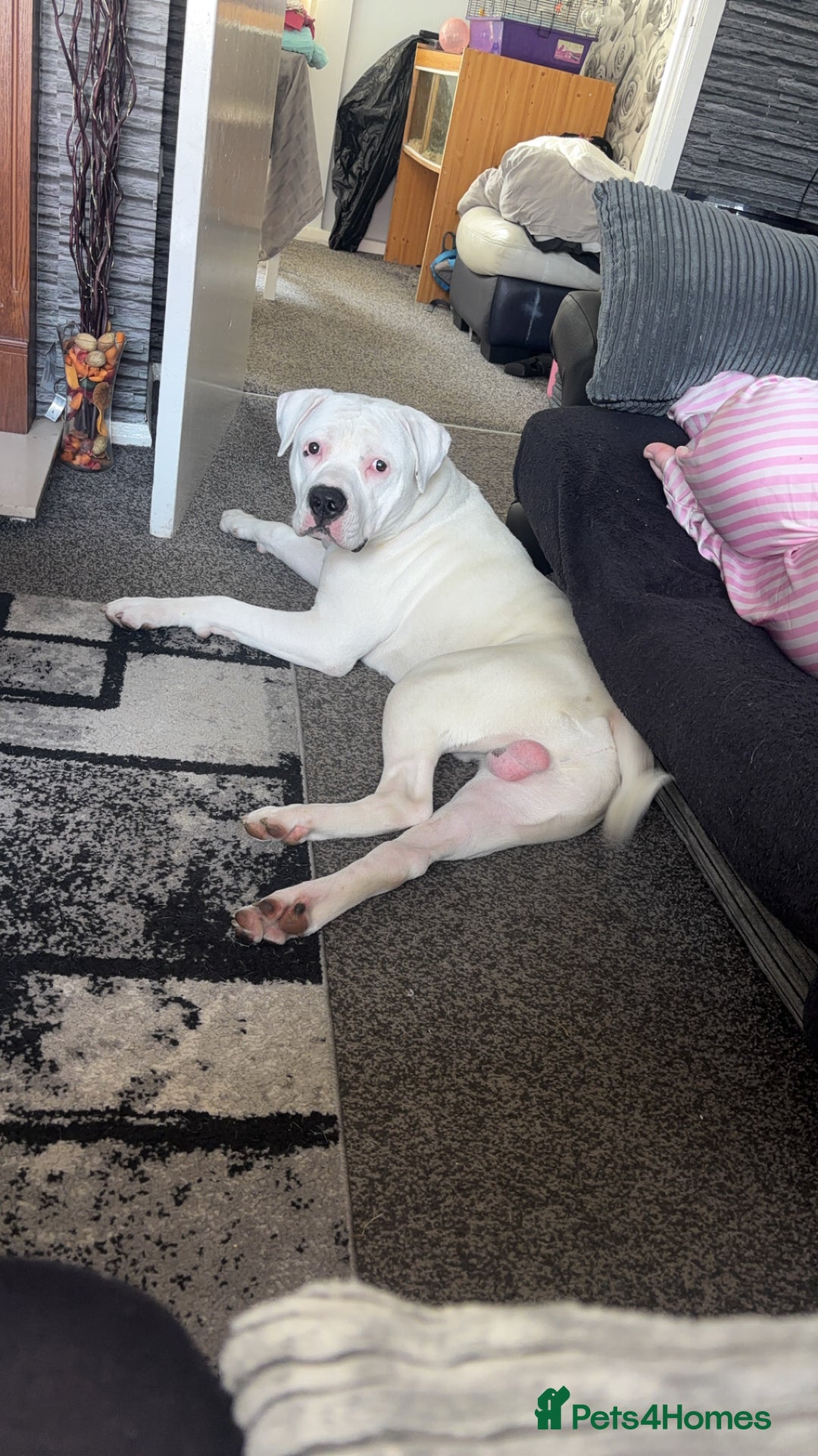 American Bulldog dogs for sale: 11 month old American bulldog  - Image 1