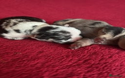 French Bulldog dogs for sale: French bulldog Merle puppies for sale  - Image 1