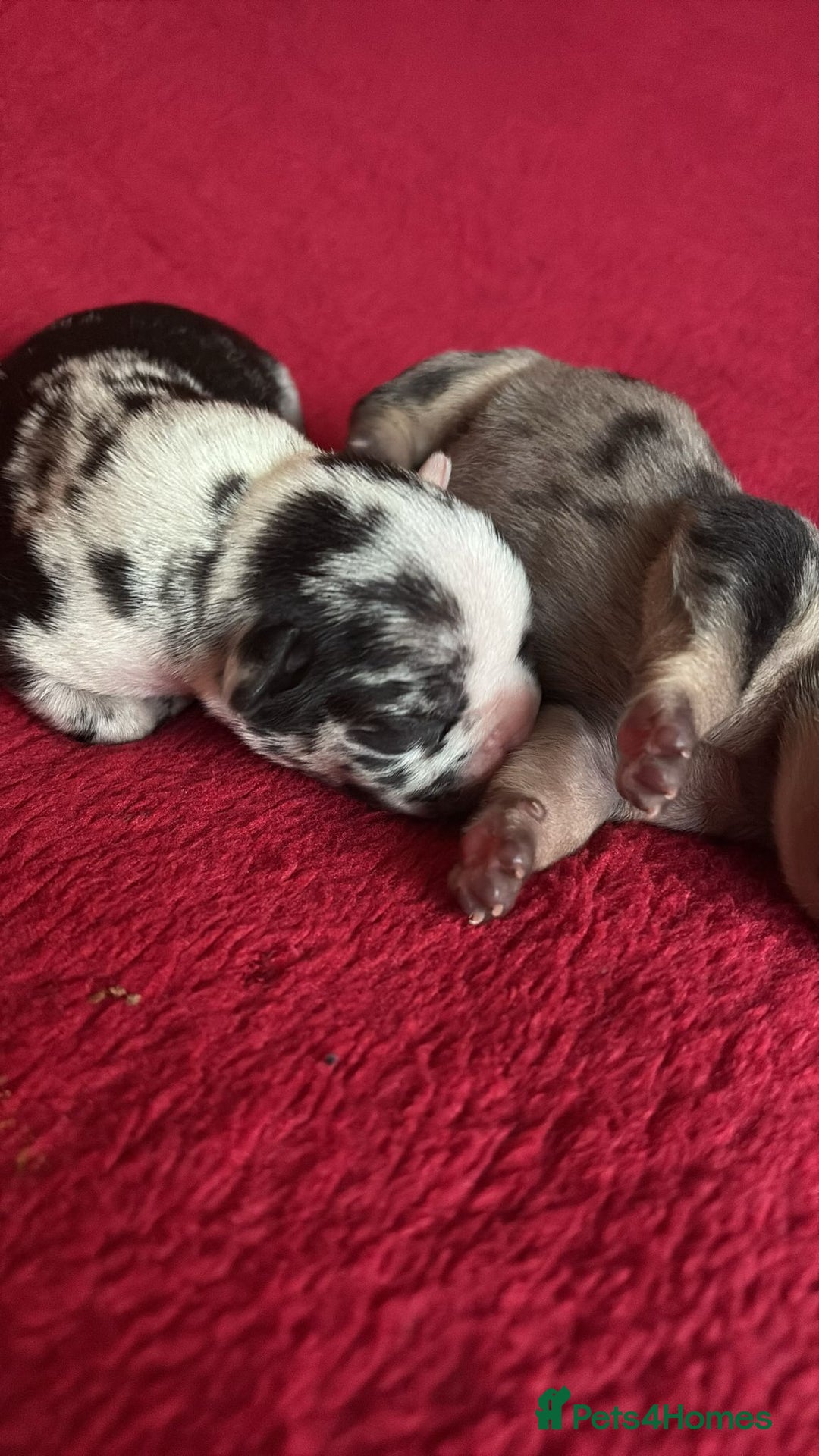 French Bulldog dogs for sale: French bulldog Merle puppies for sale  - Image 1