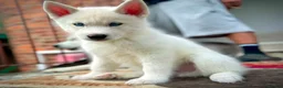 Siberian Husky dogs for sale: Beautiful puppies  - Advert 11