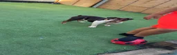 English Bulldog dogs for sale: DWKC REGISTERED- Frankie - English bulldog  - Advert 2