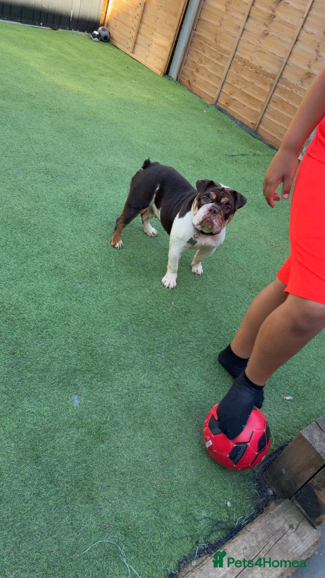 English Bulldog dogs for sale: DWKC REGISTERED- Frankie - English bulldog  - Advert 2