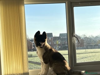 Akita dogs American akita puppy - Advert 1