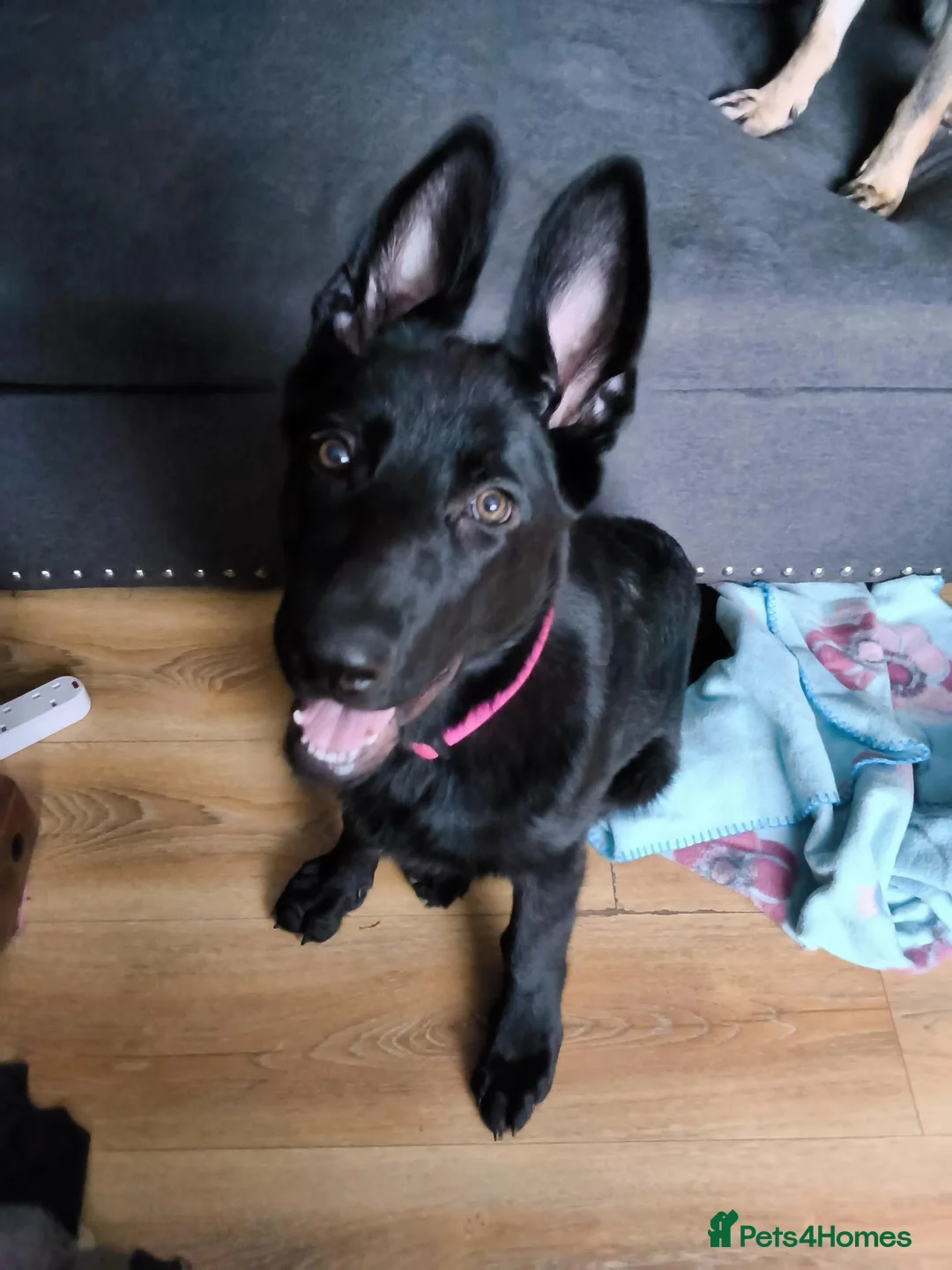 German Shepherd dogs for sale: Lillith - Advert 3