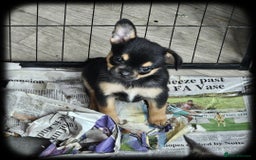 French Bulldog dogs for sale: Beautiful French Bulldogs  - Image 3