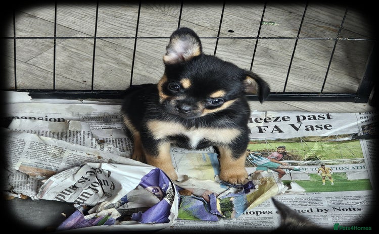 French Bulldog dogs - Advert 3