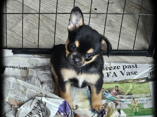 French Bulldog dogs - Advert 29