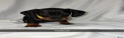 Miniature Dachshund dogs for sale: 6 smooth haired miniature dachshunds! - Advert 5