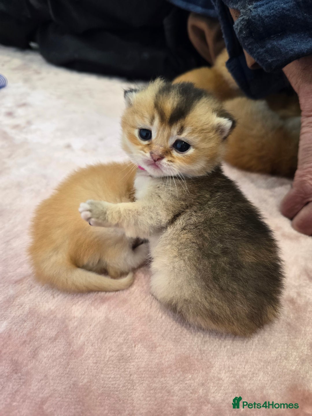 British Shorthair cats for sale: Female British Shorthair  - Image 5