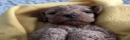Cockapoo dogs for sale: COCKAPOO PUPPIES - Advert 22