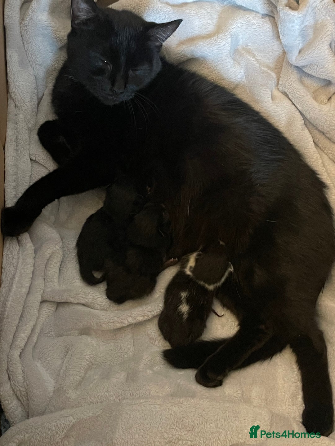 Mixed Breed cats for sale: Ready now kittens  - Image 5