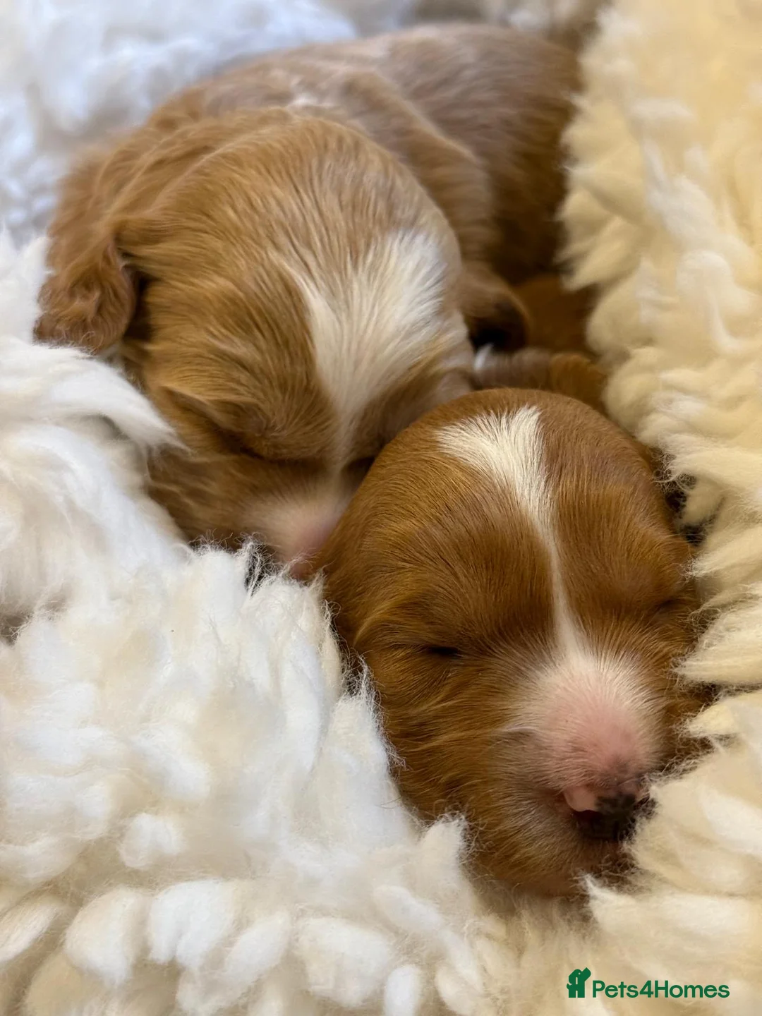 Goldendoodle dogs for sale: WAITING LIST- Australian Labradoodle RED&White TUX - Advert 4