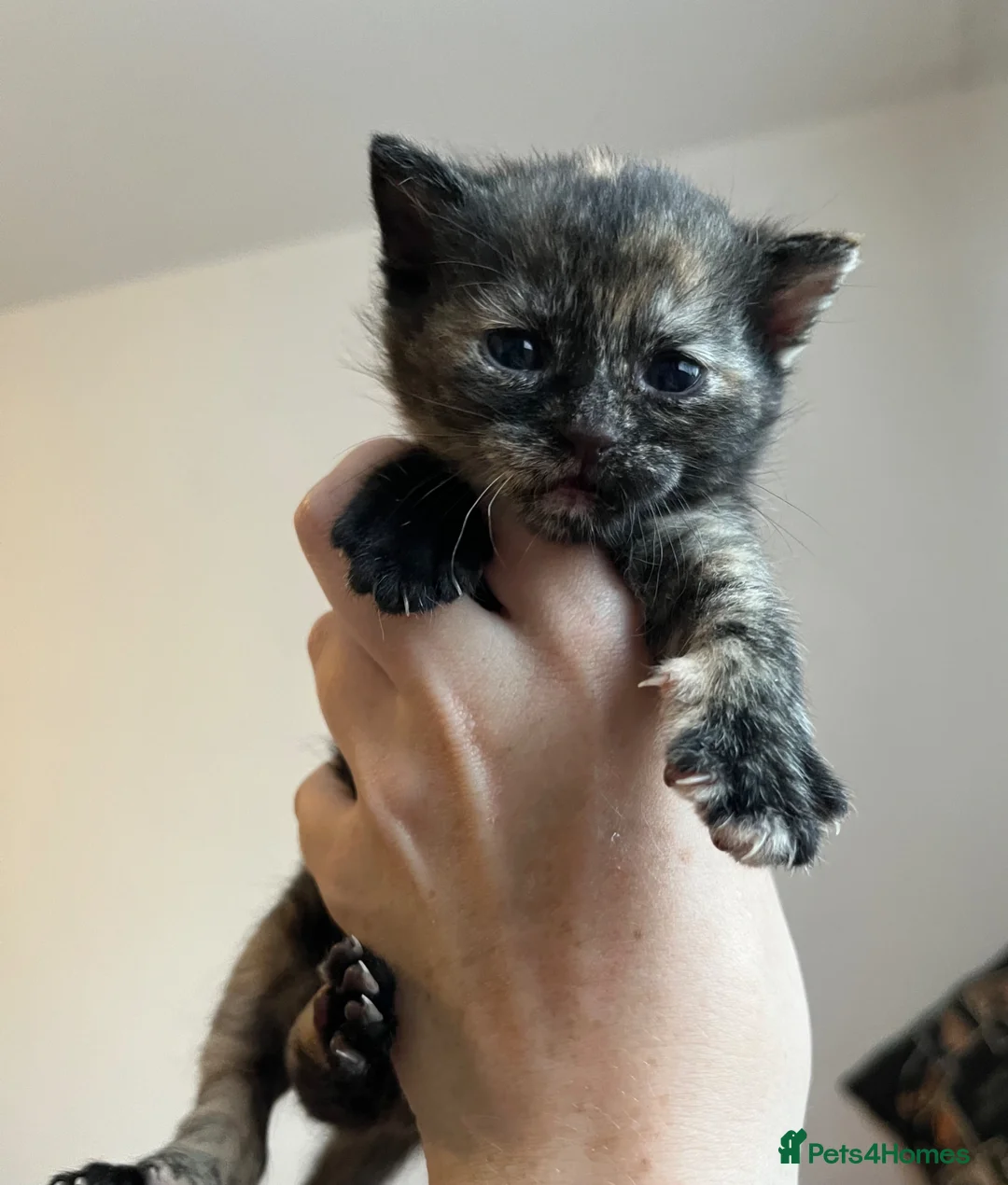 British Shorthair cats for sale: Beautiful litter of kittens  in Sittingbourne - Advert 1