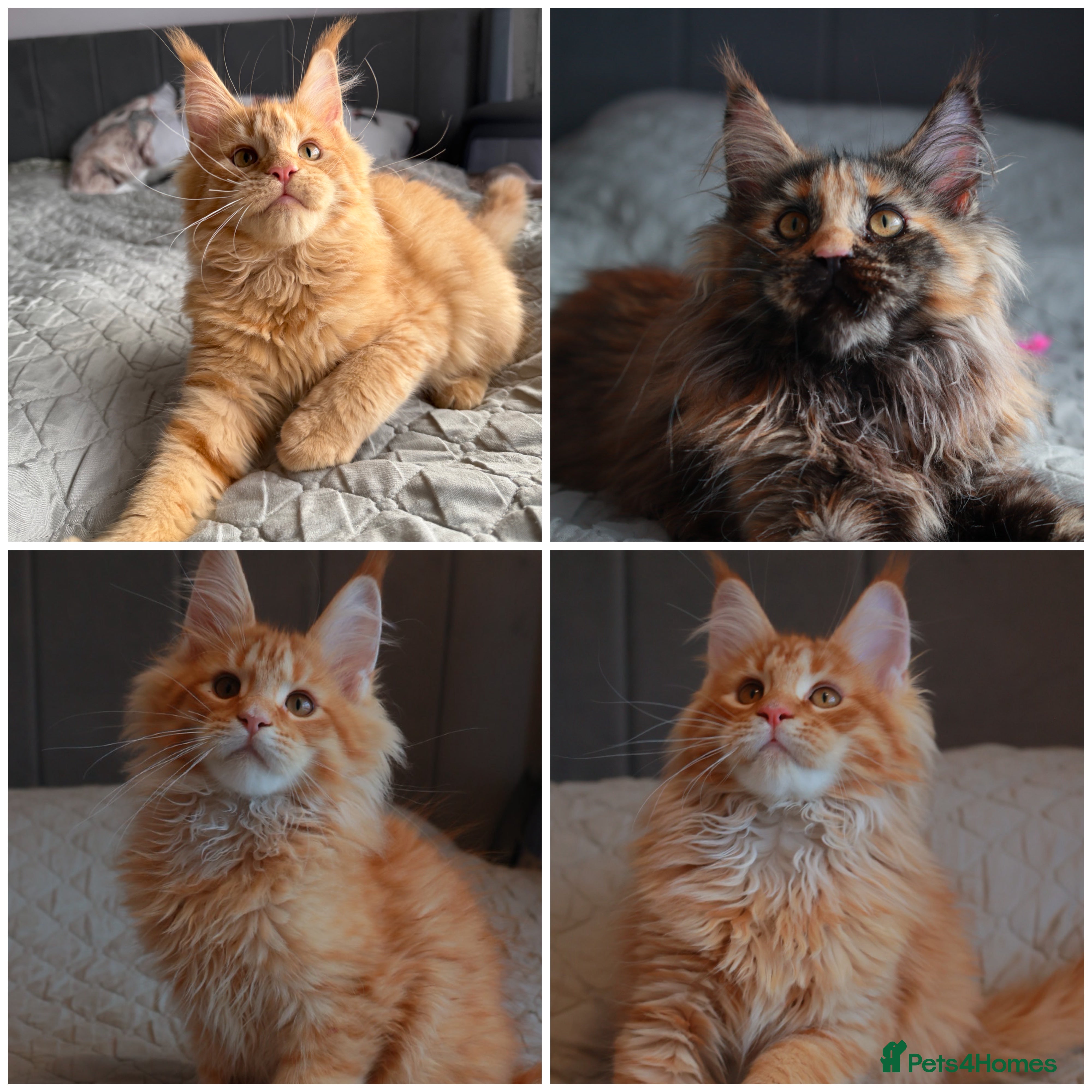 Maine Coon cats Maine coon kittens 🧡 - Advert 1