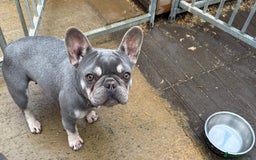 French Bulldog dogs for sale: FRENCH BULLDOGS  - Advert 6