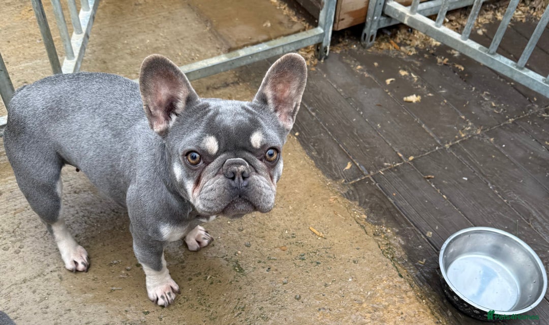 French Bulldog dogs for sale: FRENCH BULLDOGS  - Advert 6