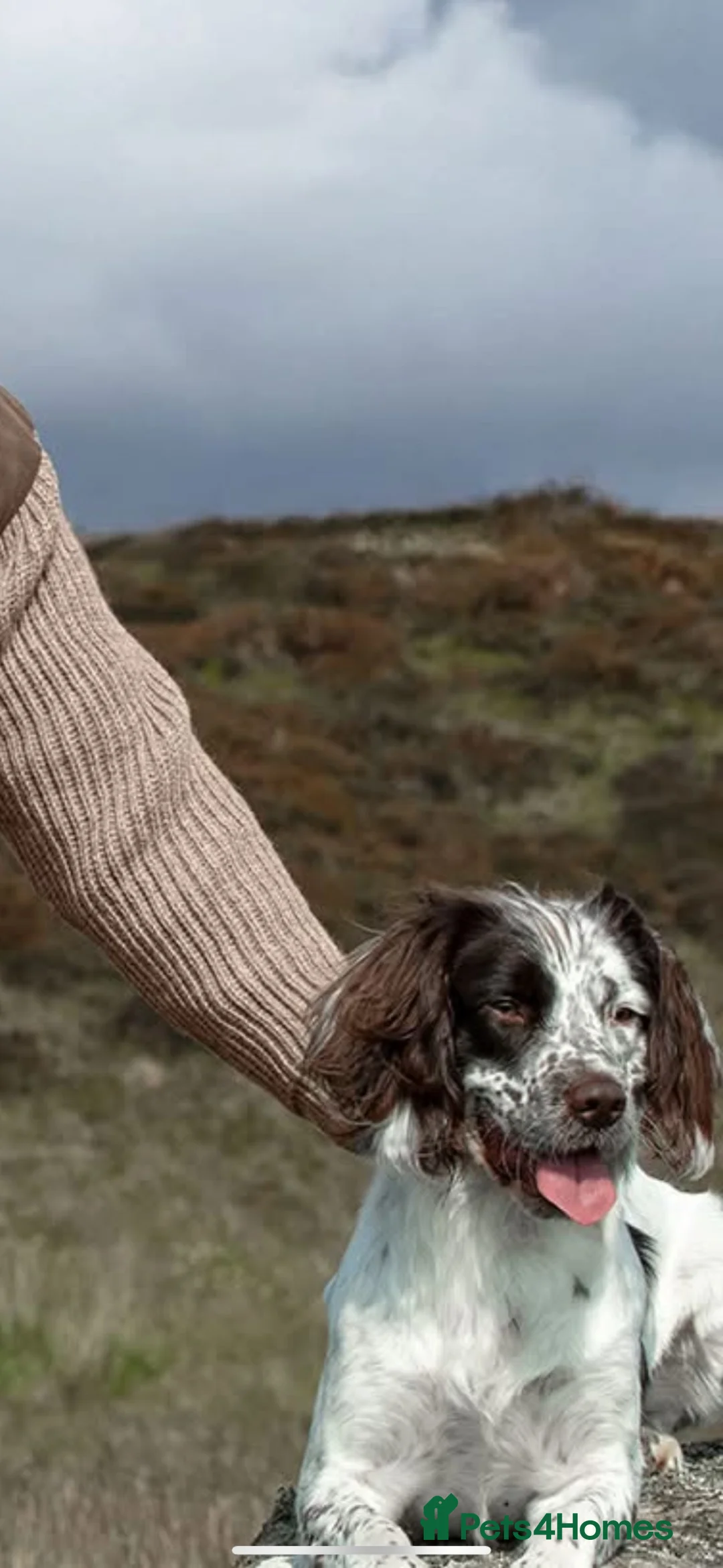 English Springer Spaniel dogs for sale: 2 year old spaniel for sale  in Cupar - Advert 2