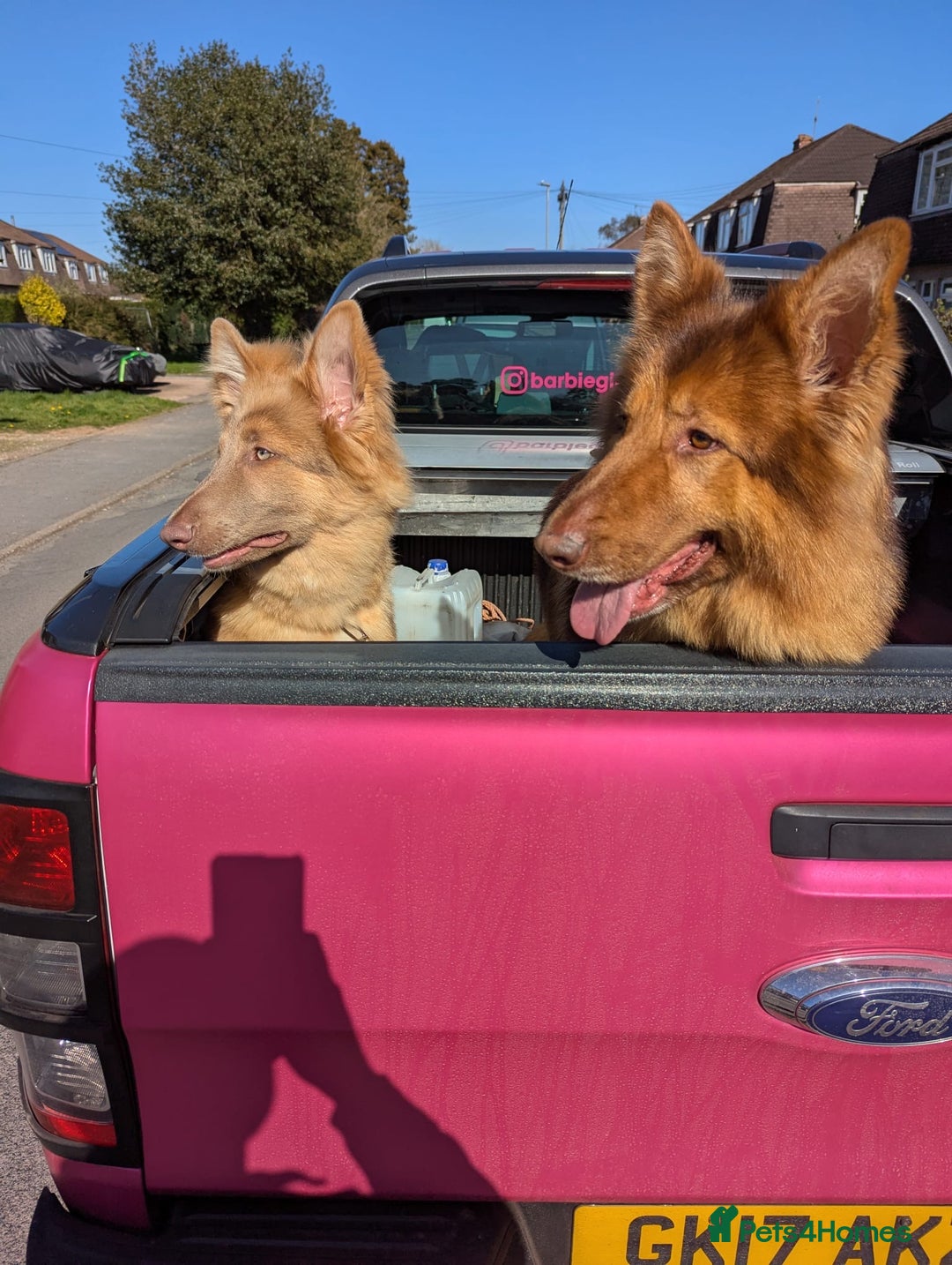 German Shepherd dogs for sale: Beautiful Isabella 10month old female  - Image 3