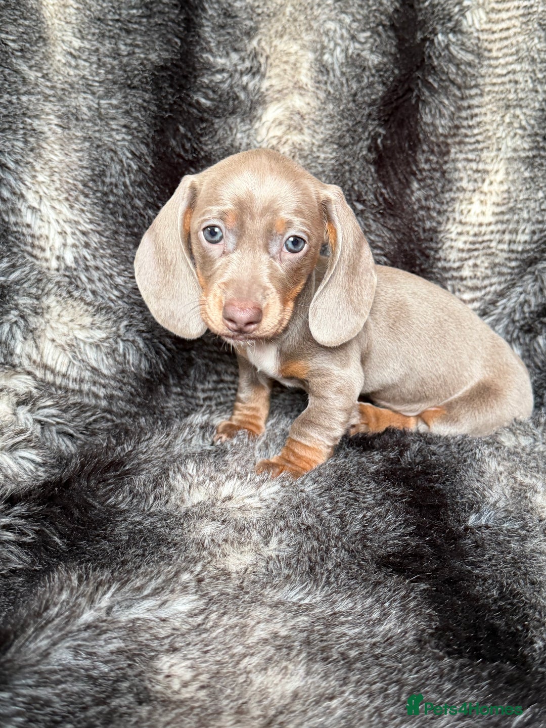 Miniature Dachshund dogs for sale: KC Registered Miniature Shorthaired Dachshund - Image 10
